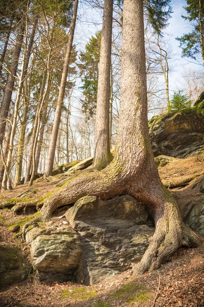 Racines d'arbres dans la forêt — Photo