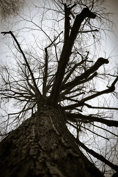 Дерево тьмы — стоковое фото