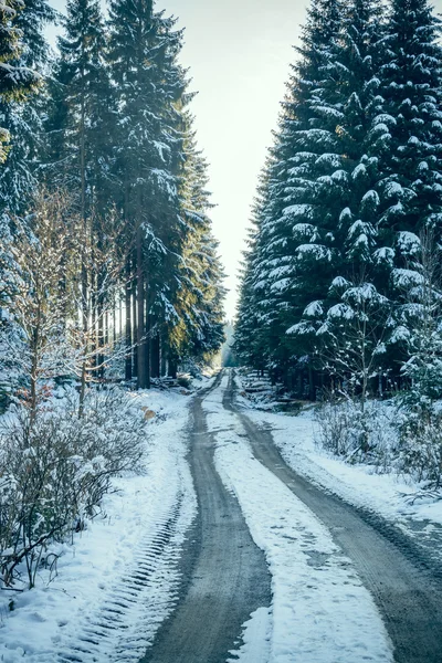 Coniferous forest road in winter — Stock Photo, Image