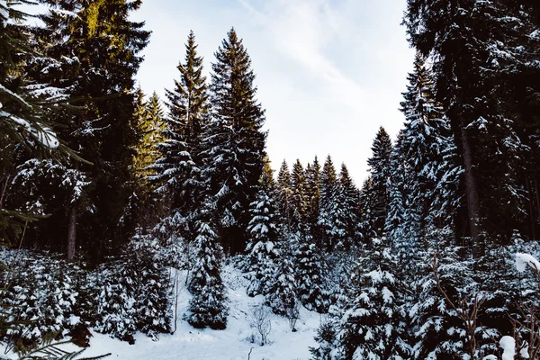 Foresta di conifere in inverno — Foto Stock