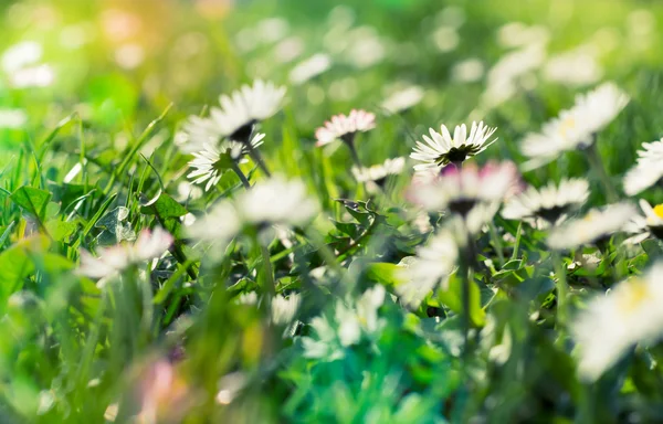 Daisies meadow with sunlight — Stock Photo, Image