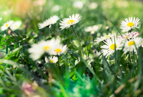 Daisies meadow with sunlight — Stock Photo, Image