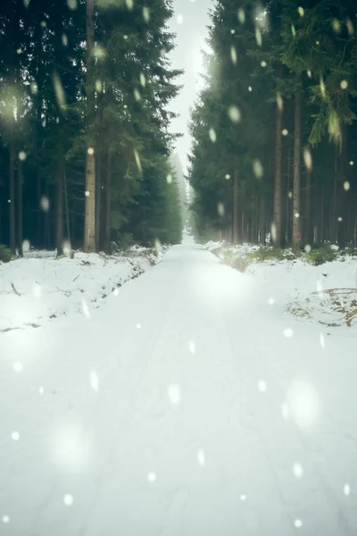 Forest road in winter — Stock Photo, Image