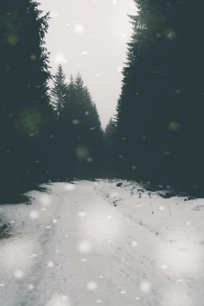 Camino forestal en invierno — Foto de Stock