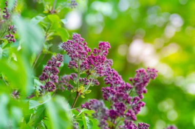 Baharda leylak çiçekleri