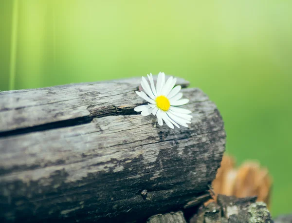 Daisy on wood — Stock Photo, Image