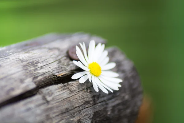 Daisy on wood — Stock Photo, Image