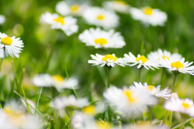 Papatyalar çayır güneş ışığı ile