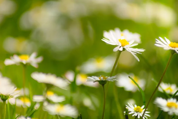 Daisies meadow with sunlight — Stock Photo, Image