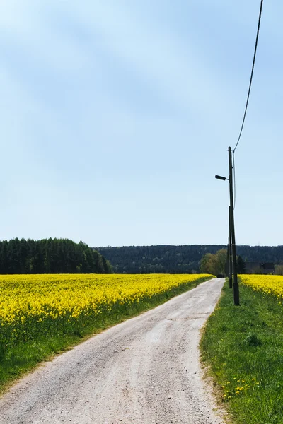 Strada sterrata in estate — Foto Stock