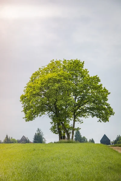 Árbol en un prado — Foto de Stock