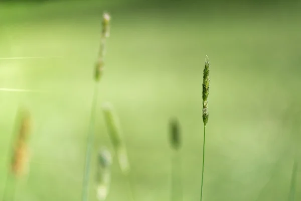 フィリグリー草植物 — ストック写真