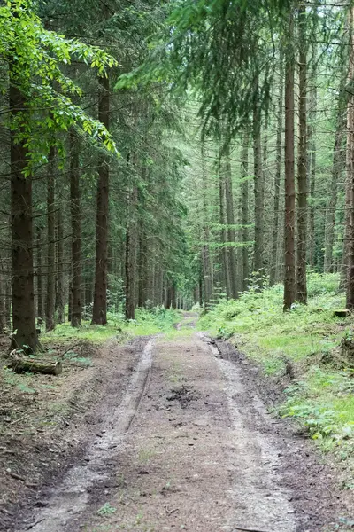 Sentiero forestale nella natura — Foto Stock