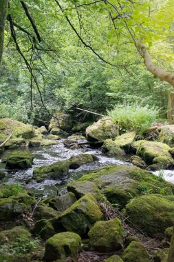 kayalar ile yeşil vahşi