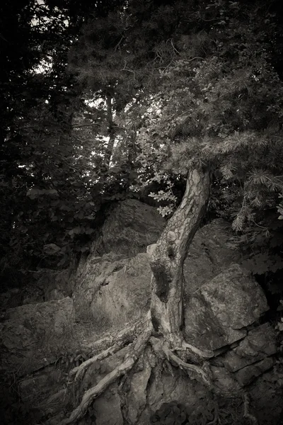 Árvore fantasma na natureza — Fotografia de Stock