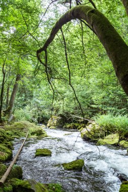 yeşil vahşi doğada