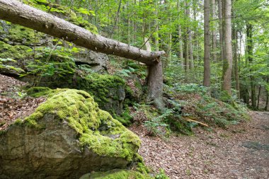 Yardımcısı knickter ağaç