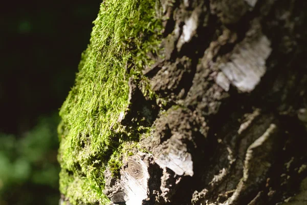 Mousse sur le tronc d'arbre — Photo