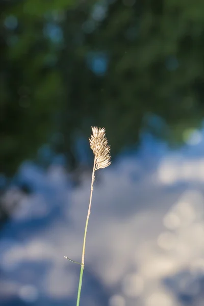 Gras in der Natur — Stockfoto