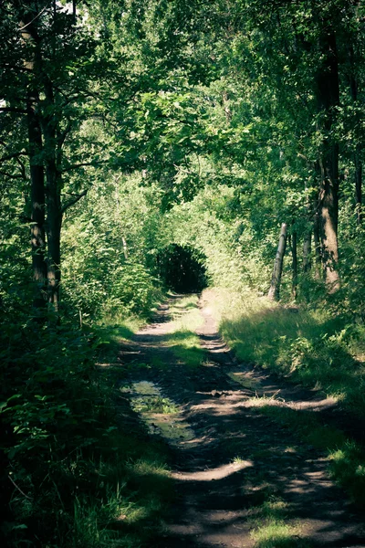 Estrada da floresta no verão — Fotografia de Stock