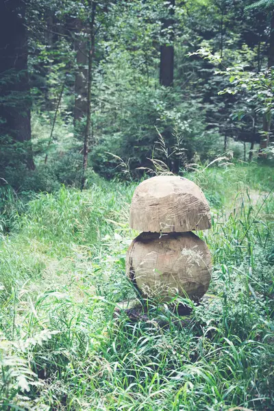 Champignon des bois dans la forêt — Photo