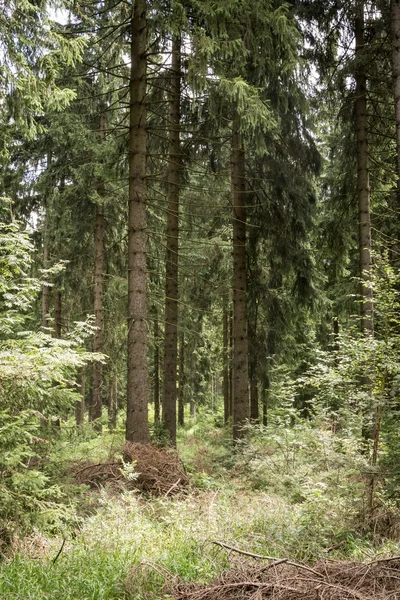 Forêt de conifères en été — Photo