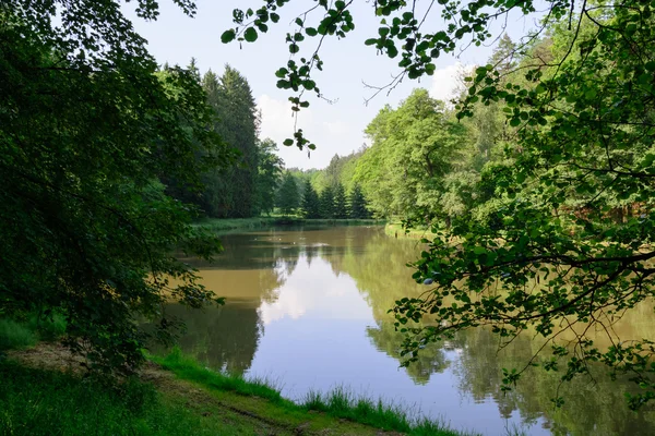 Forest lake in de zomer — Stockfoto