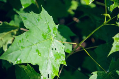 Akçaağaç yaprakları yağmur damlaları ile