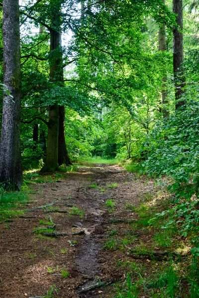 Strada forestale in estate — Foto Stock