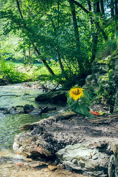 Girasole asciugato su un torrente — Foto Stock