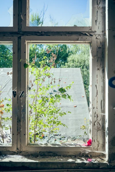 Árboles y techo enmarcados por la ventana desde el interior — Foto de Stock
