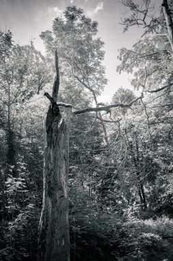 Ormanda bir ağaç gövdesi