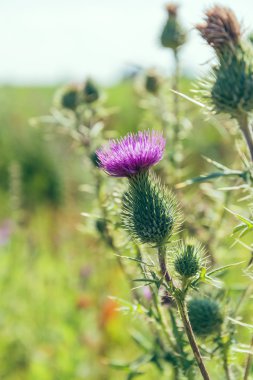 Thistle bitki mor çiçek üzerinde kapat