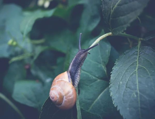 Snail on a plant — Stock Photo, Image