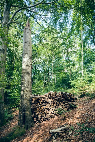 Pila di legno nella foresta — Foto Stock