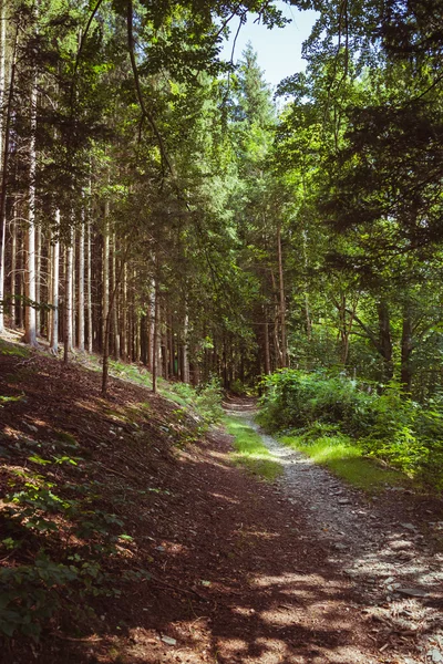 Strada attraverso una foresta di conifere — Foto Stock