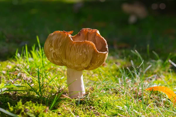 Champignon sur une prairie — Photo