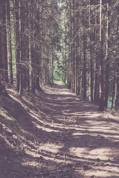 Strada attraverso la foresta di conifere — Foto Stock