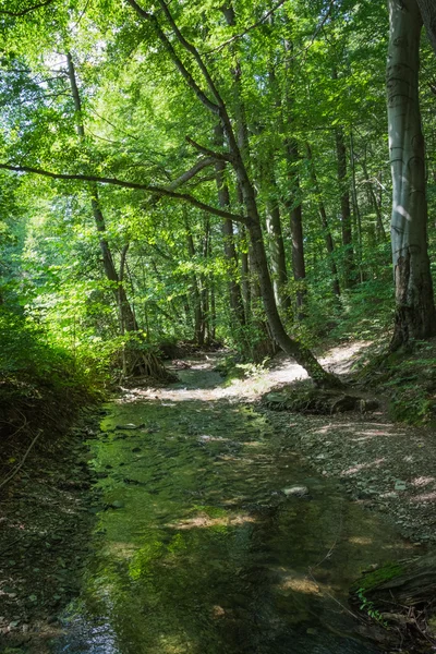 Flusso forestale in estate — Foto Stock