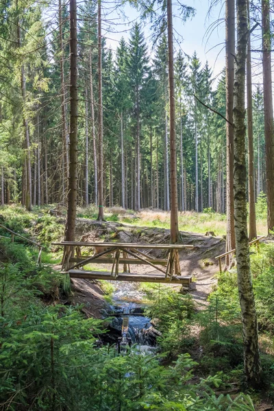Ξύλινη γέφυρα, μέσα σε ένα δάσος — Φωτογραφία Αρχείου
