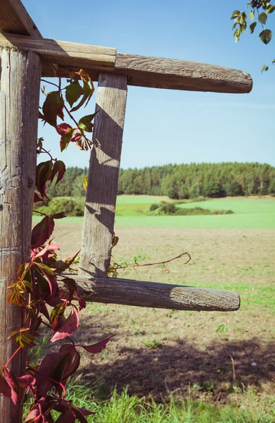 Old worn out wooden fence with vines growing on it — Stock Photo, Image