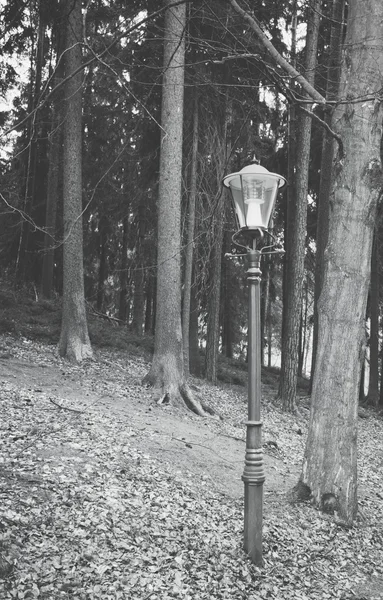 Ліхтар у міському лісі — стокове фото