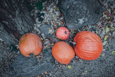 Doğada bir taş zeminde balkabakları