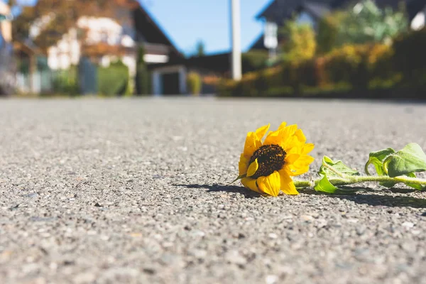 Eine Einzige Sonnenblume Auf Einer Straße Sommer — Stockfoto
