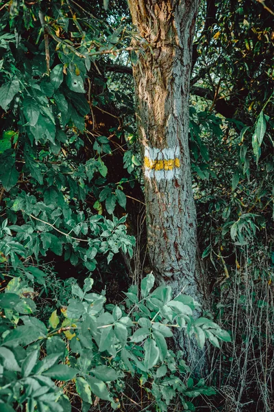 Sinal Caminhada Tronco Árvore Natureza — Fotografia de Stock