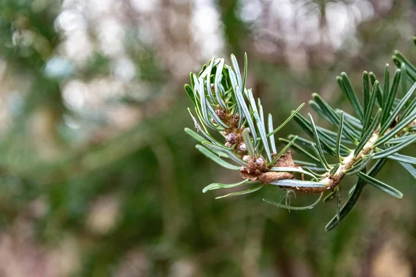 Una Rama Abeto Primer Plano Naturaleza — Foto de Stock