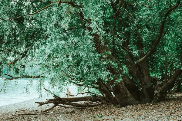 Albero Una Spiaggia Pietra Estate — Foto Stock