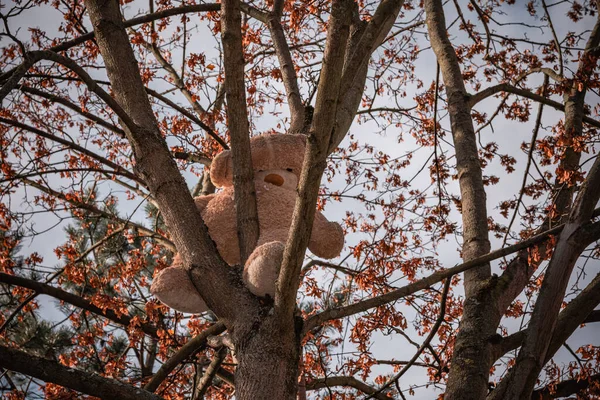 秋天树上的泰迪熊 — 图库照片