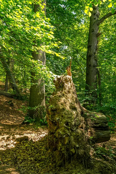 Une Grosse Racine Arbre Dans Une Forêt — Photo