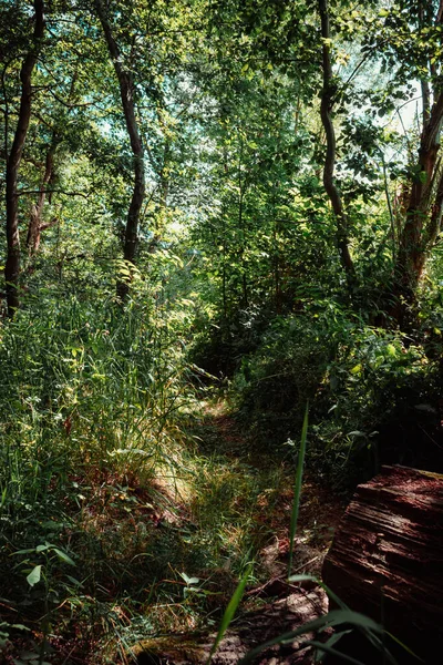 Alberi Nella Fitta Giungla Estate — Foto Stock